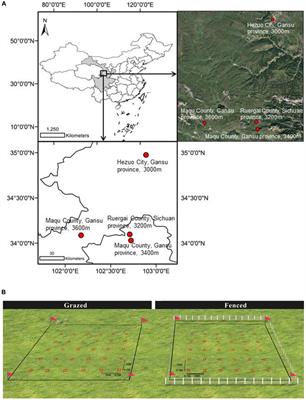 Can Overgrazing Responses Be Disentangled by Above- and Below-Ground Traits?